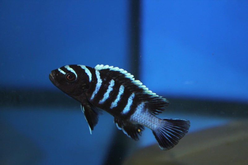 Cynotilapia zebroides 'Likoma Island'